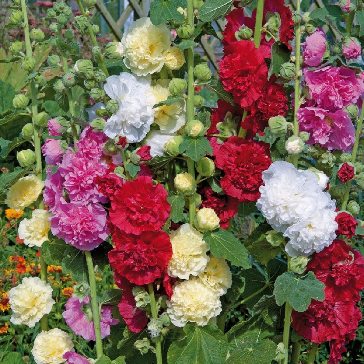 Powderpuffs Double Mix Hollyhock Seeds - Alcea Rosea Seeds, 20 seeds