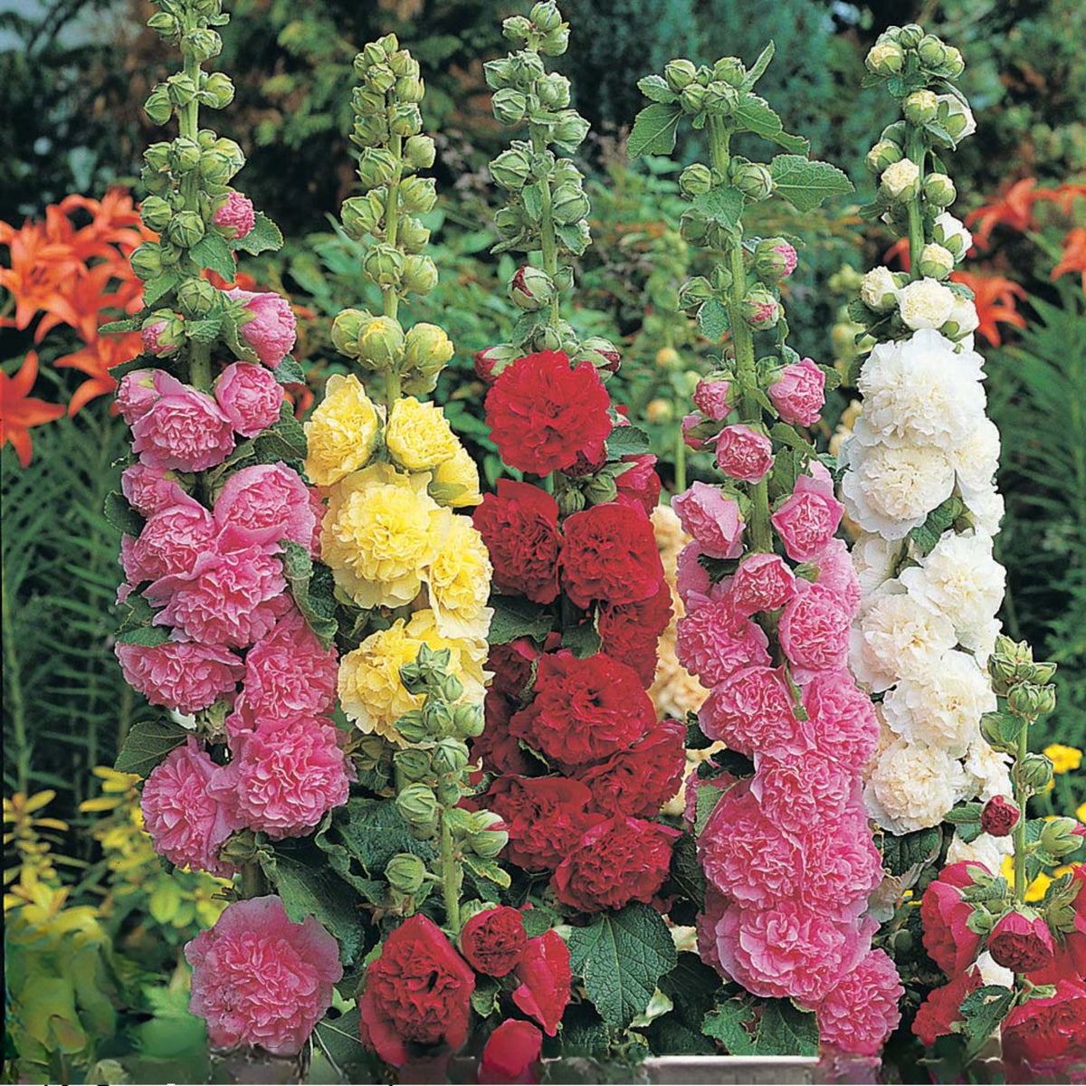 Powderpuffs Double Mix Hollyhock Seeds - Alcea Rosea Seeds, 20 seeds