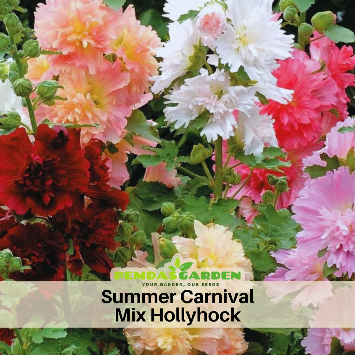 Summer Carnival Mix Hollyhock Seeds - Alcea Rosea Seeds, 20 seeds
