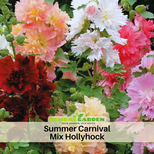 Summer Carnival Mix Hollyhock Seeds - Alcea Rosea Seeds, 20 seeds