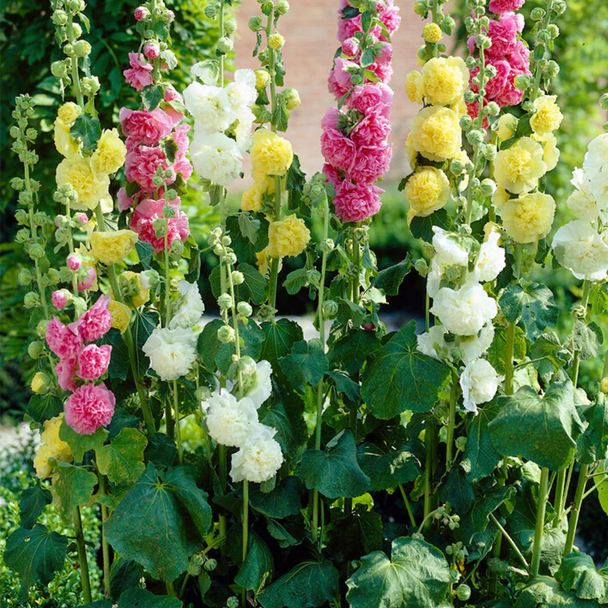 Summer Carnival Mix Hollyhock Seeds - Alcea Rosea Seeds, 20 seeds
