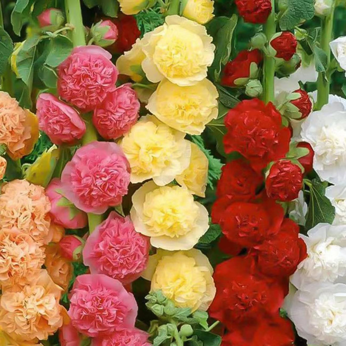 Summer Carnival Mix Hollyhock Seeds - Alcea Rosea Seeds, 20 seeds