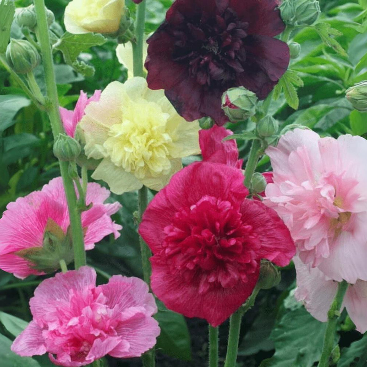 Summer Carnival Mix Hollyhock Seeds - Alcea Rosea Seeds, 20 seeds
