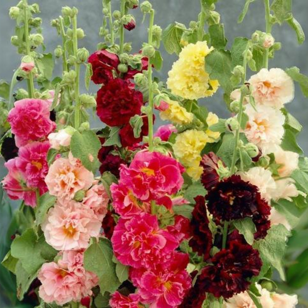 Summer Carnival Mix Hollyhock Seeds - Alcea Rosea Seeds, 20 seeds