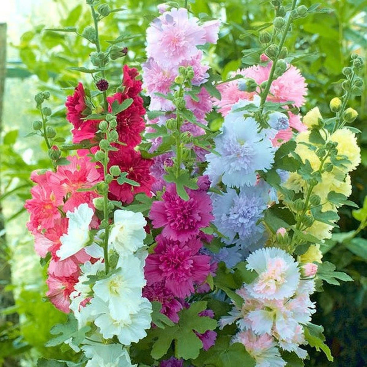 Summer Carnival Mix Hollyhock Seeds - Alcea Rosea Seeds, 20 seeds