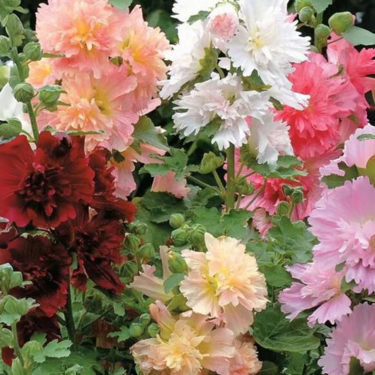 Summer Carnival Mix Hollyhock Seeds - Alcea Rosea Seeds, 20 seeds