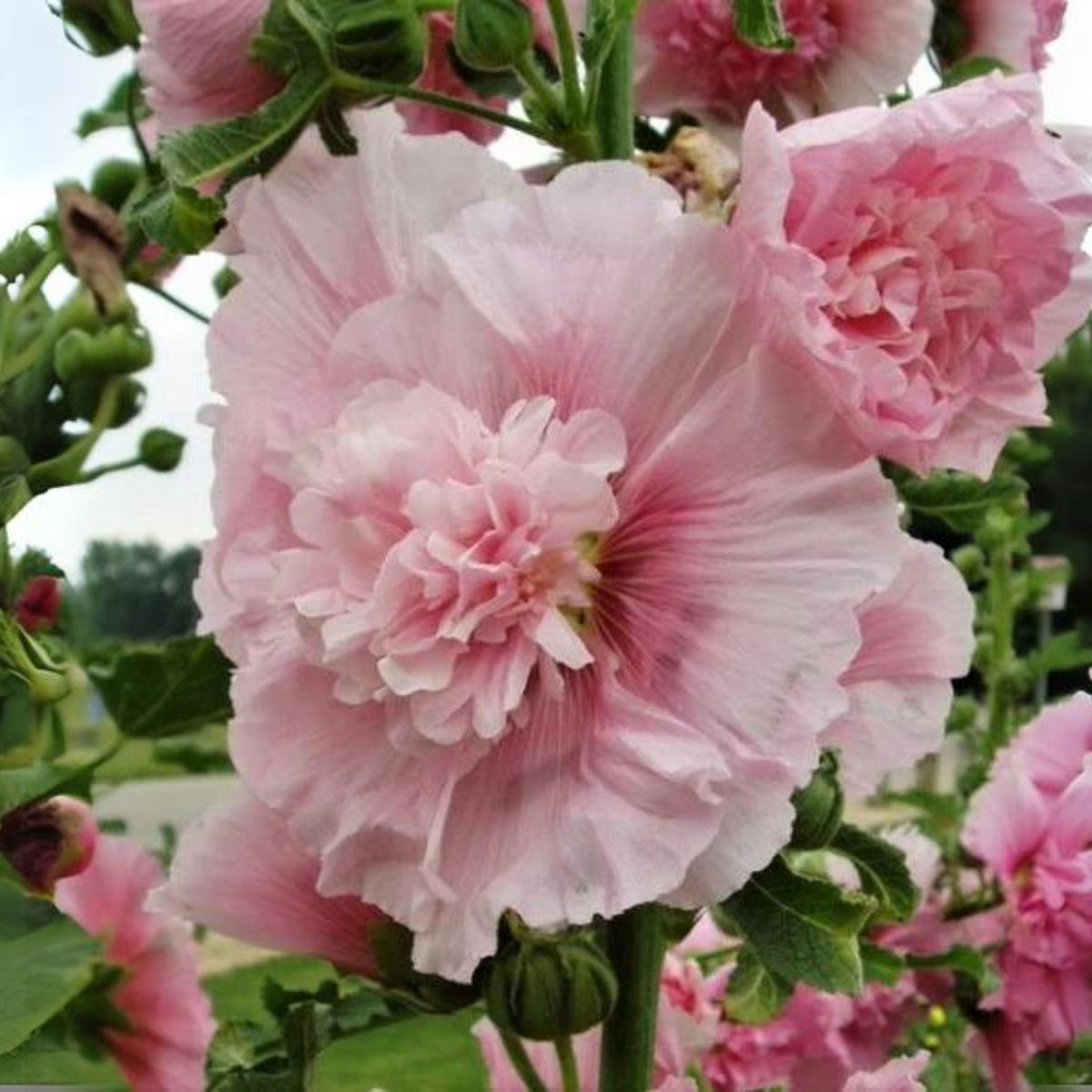 Summer Carnival Mix Hollyhock Seeds - Alcea Rosea Seeds, 20 seeds