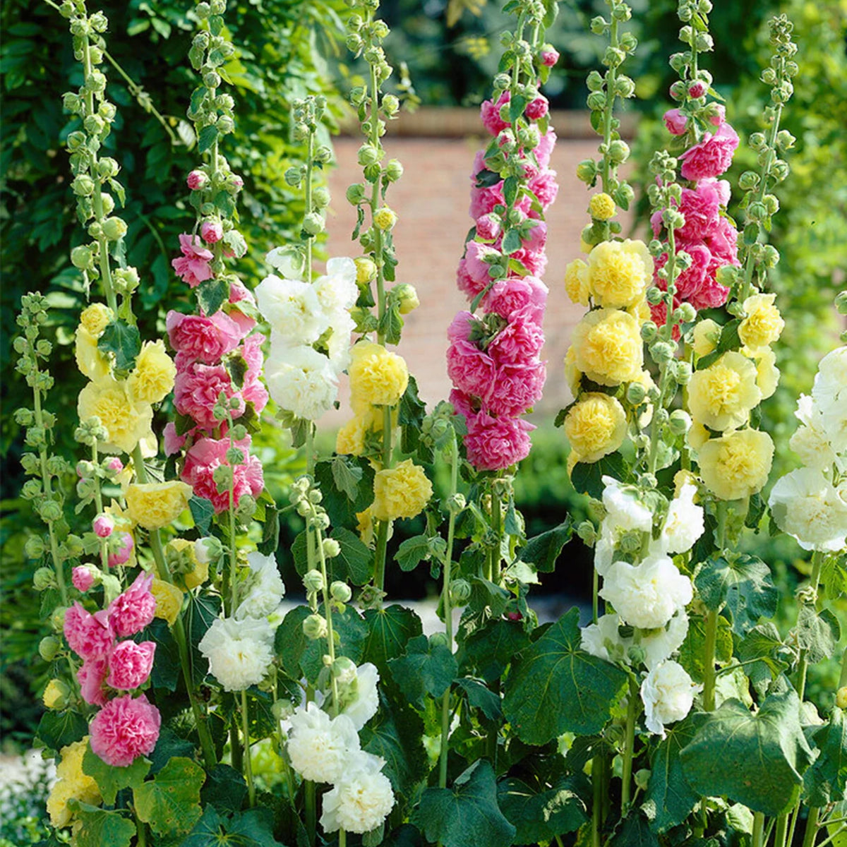 Summer Carnival Mix Hollyhock Seeds - Alcea Rosea Seeds, 20 seeds