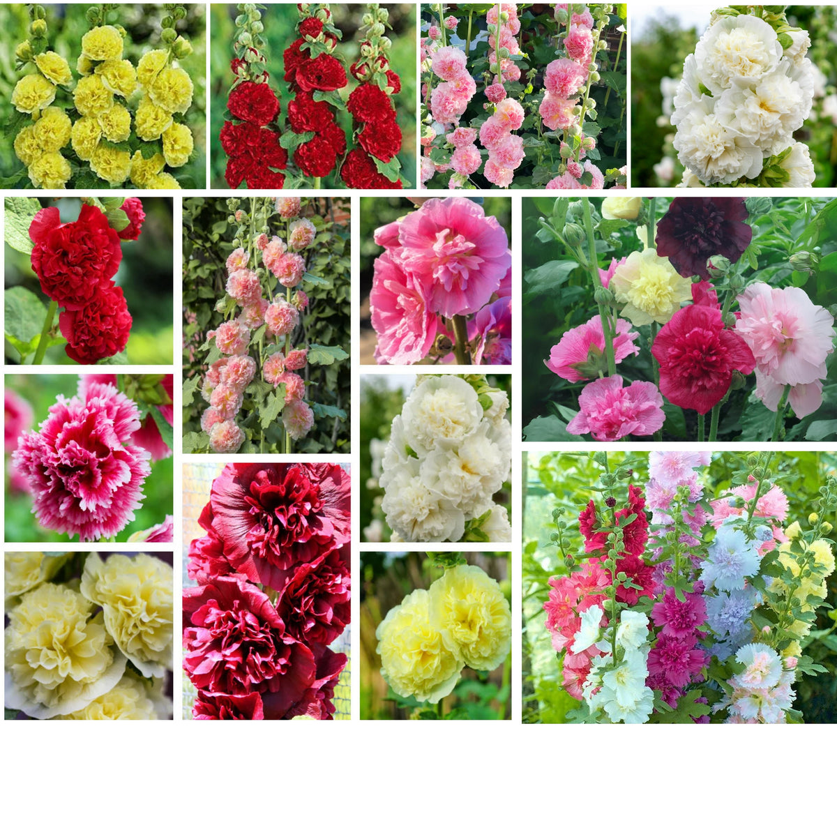 Summer Carnival Mix Hollyhock Seeds - Alcea Rosea Seeds, 20 seeds