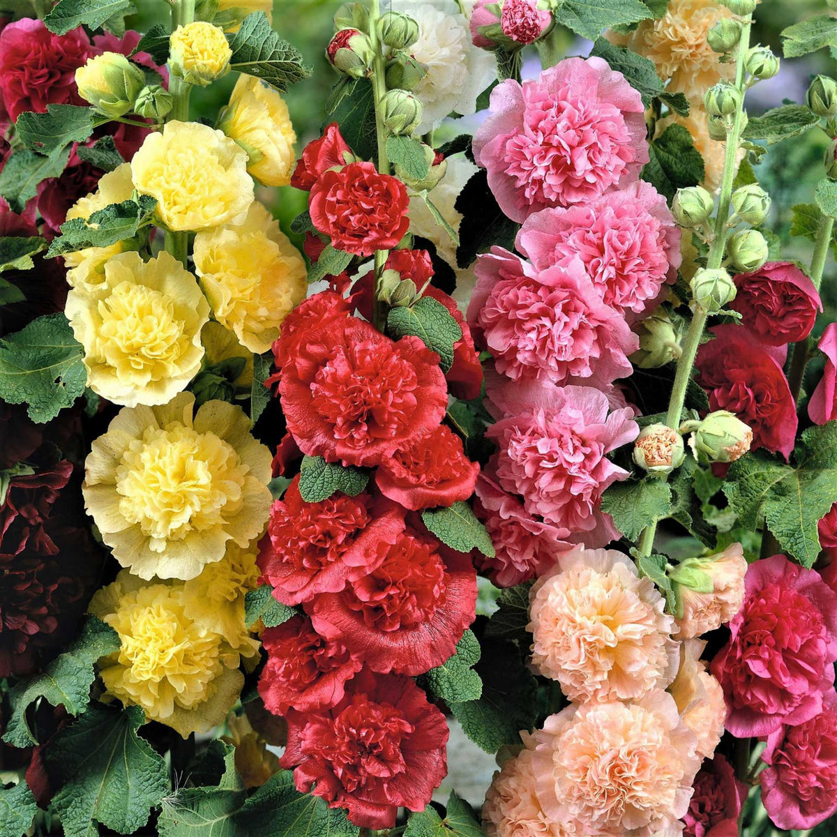 Summer Carnival Mix Hollyhock Seeds - Alcea Rosea Seeds, 20 seeds