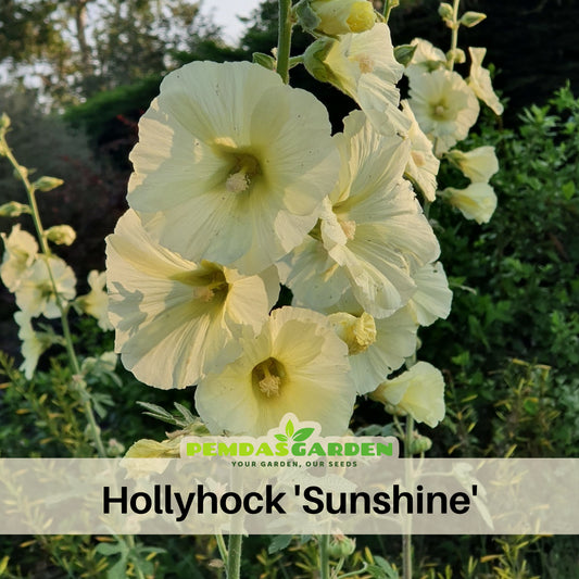 Light Yellow Sunshine Hollyhock Seeds - Alcea Rosea Seeds, 20 seeds