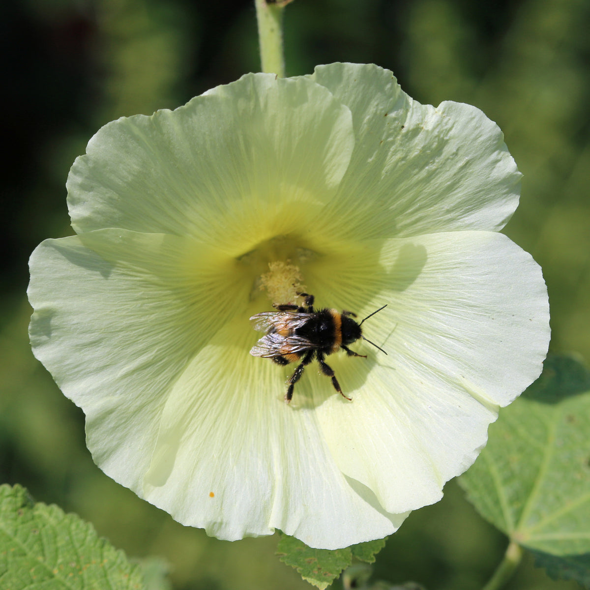 Light Yellow Sunshine Hollyhock Seeds - Alcea Rosea Seeds, 20 seeds
