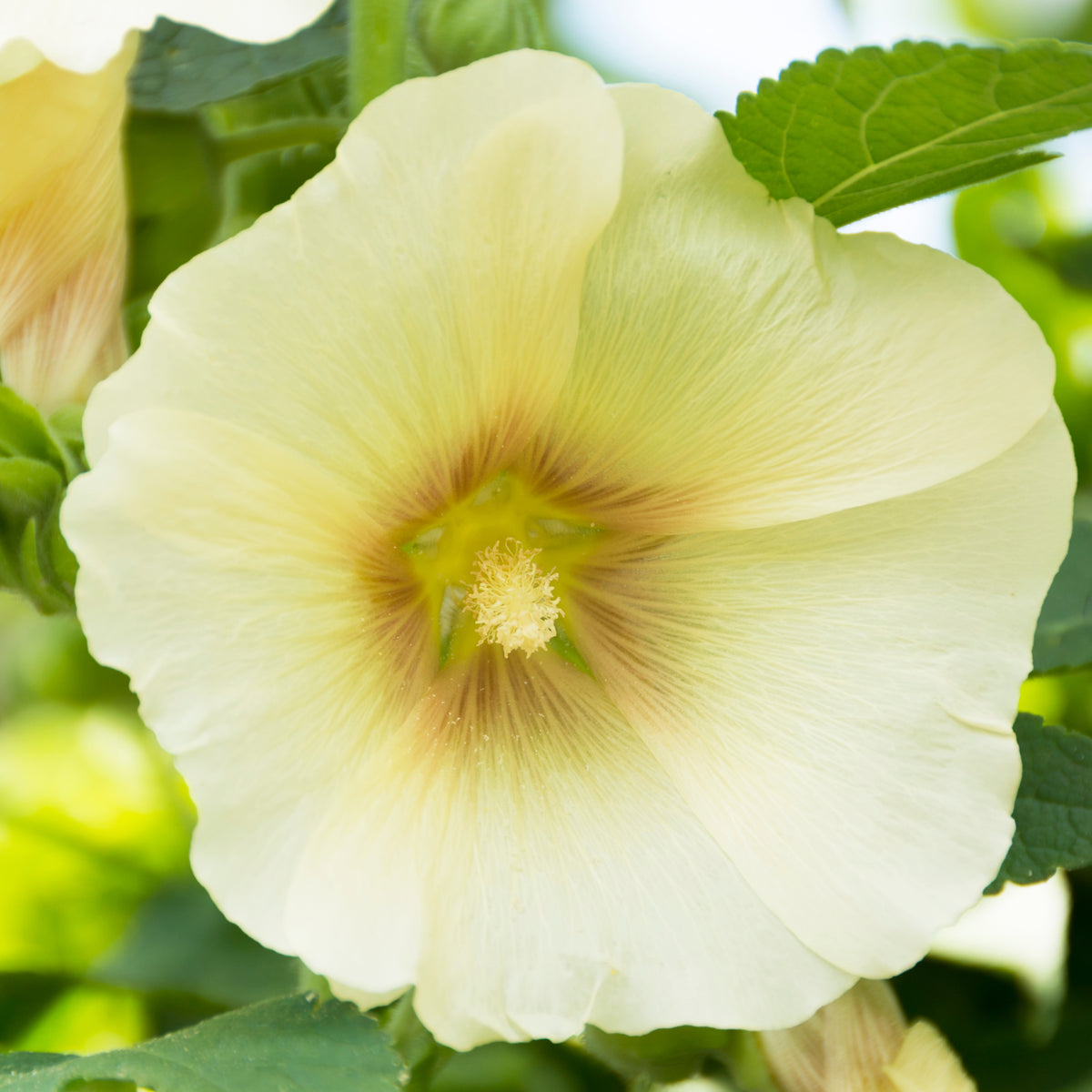 Light Yellow Sunshine Hollyhock Seeds - Alcea Rosea Seeds, 20 seeds