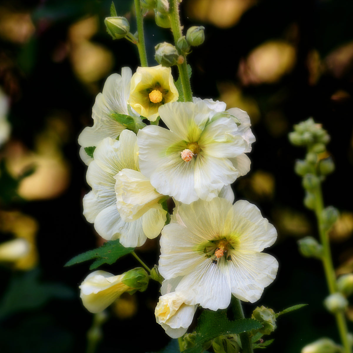 Light Yellow Sunshine Hollyhock Seeds - Alcea Rosea Seeds, 20 seeds