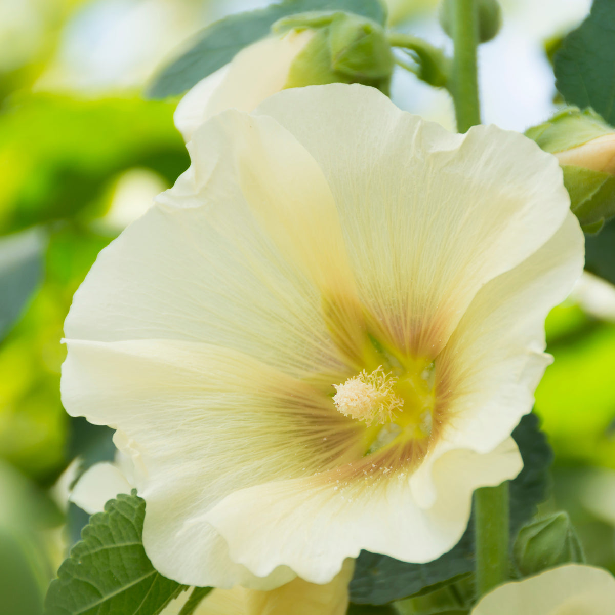 Light Yellow Sunshine Hollyhock Seeds - Alcea Rosea Seeds, 20 seeds