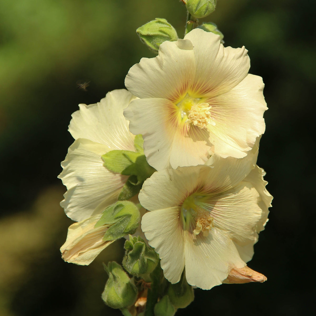 Light Yellow Sunshine Hollyhock Seeds - Alcea Rosea Seeds, 20 seeds