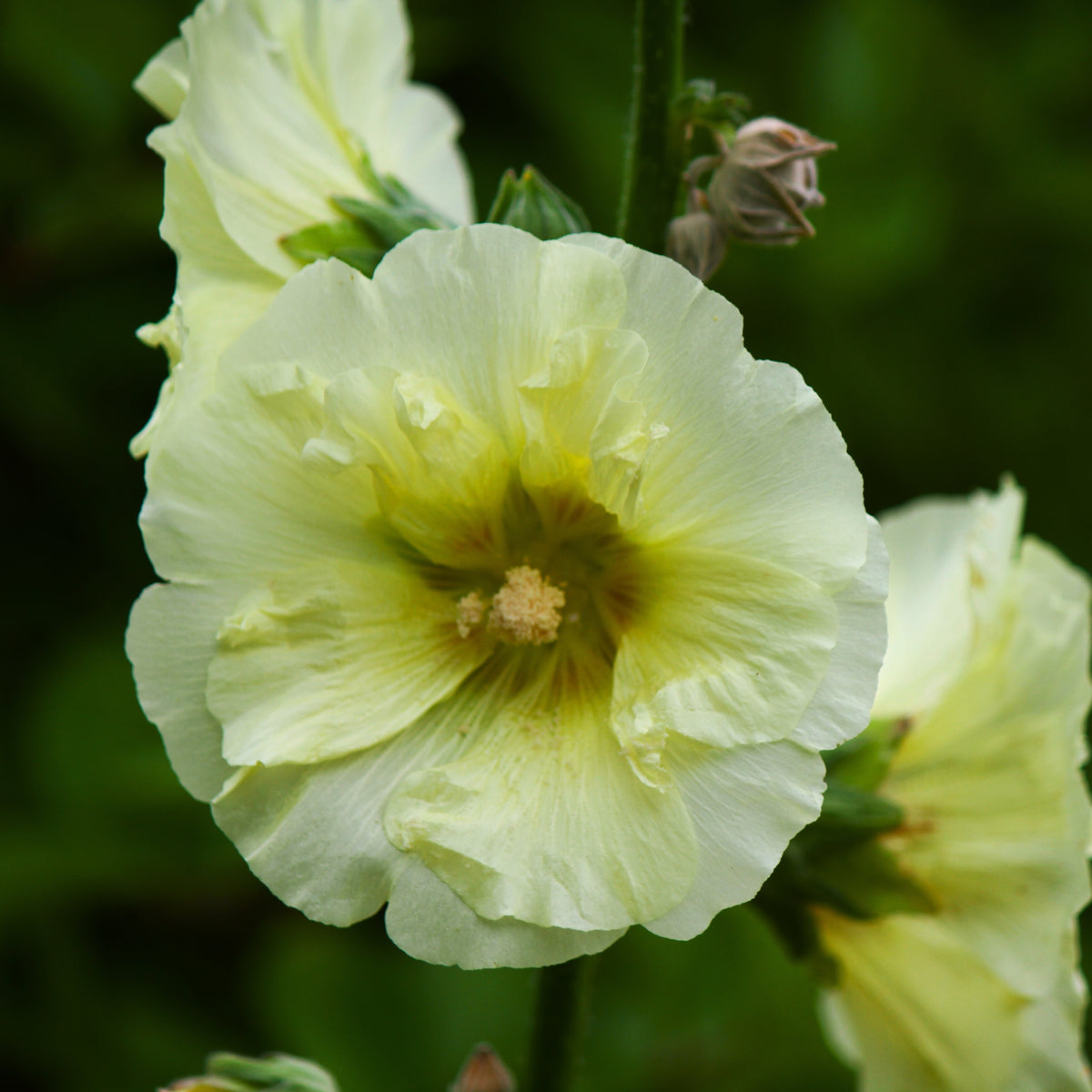 Light Yellow Sunshine Hollyhock Seeds - Alcea Rosea Seeds, 20 seeds