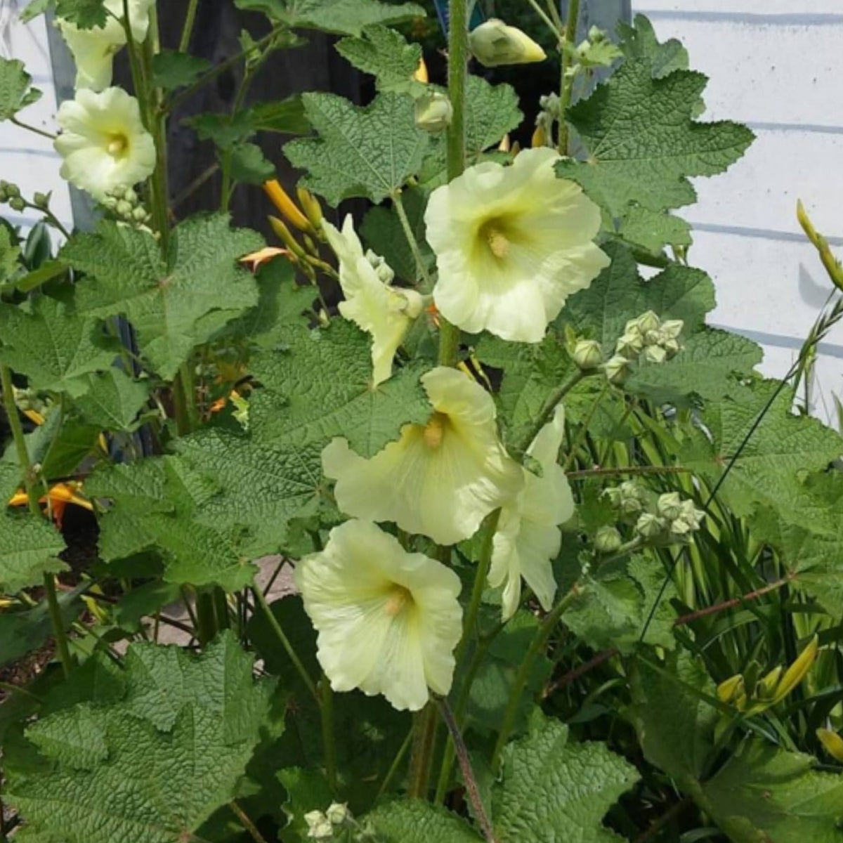Light Yellow Sunshine Hollyhock Seeds - Alcea Rosea Seeds, 20 seeds