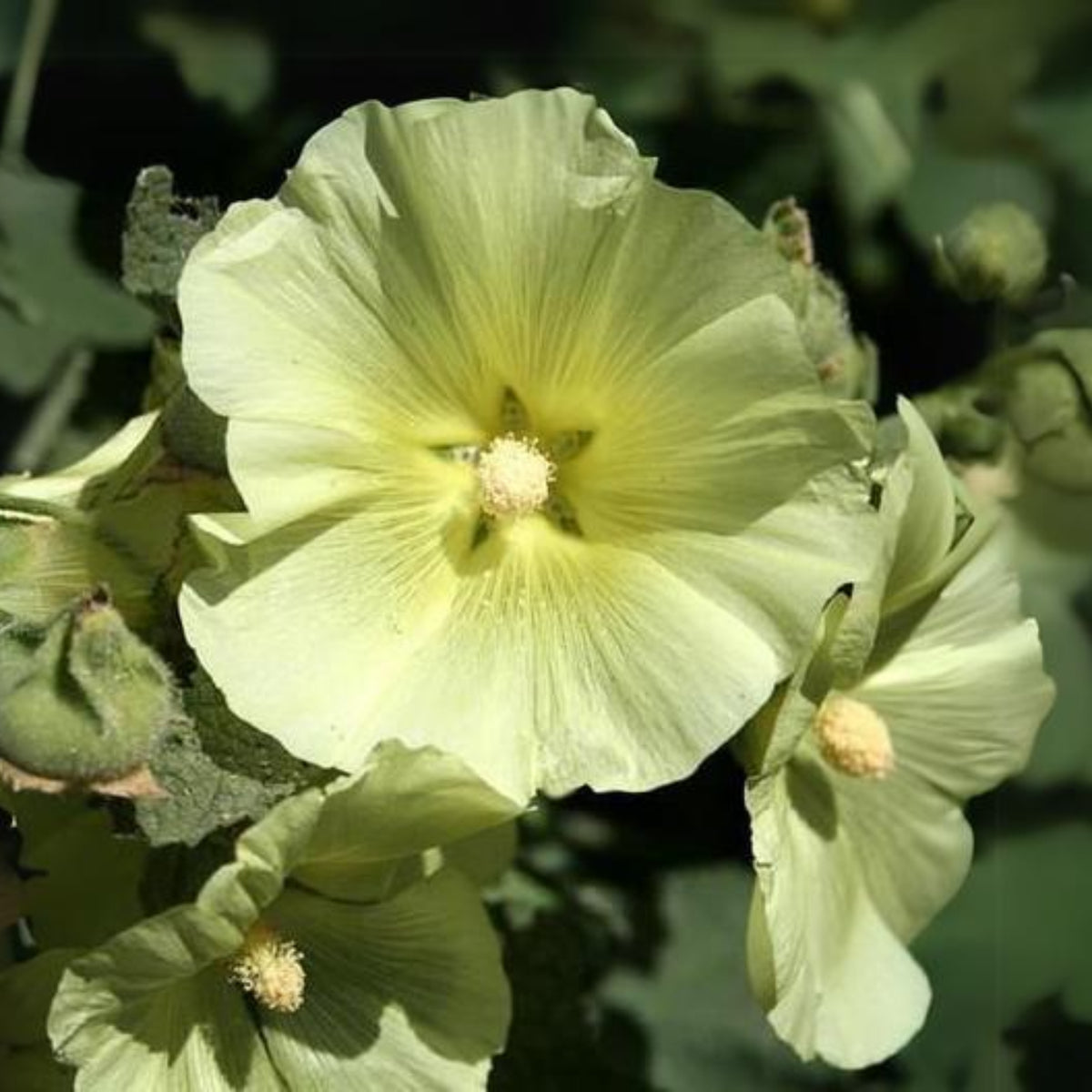 Light Yellow Sunshine Hollyhock Seeds - Alcea Rosea Seeds, 20 seeds