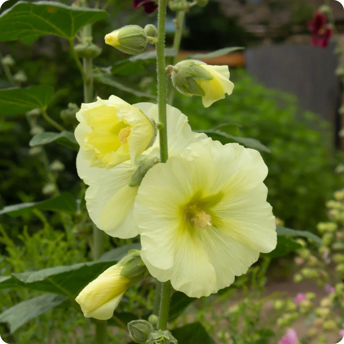 Light Yellow Sunshine Hollyhock Seeds - Alcea Rosea Seeds, 20 seeds