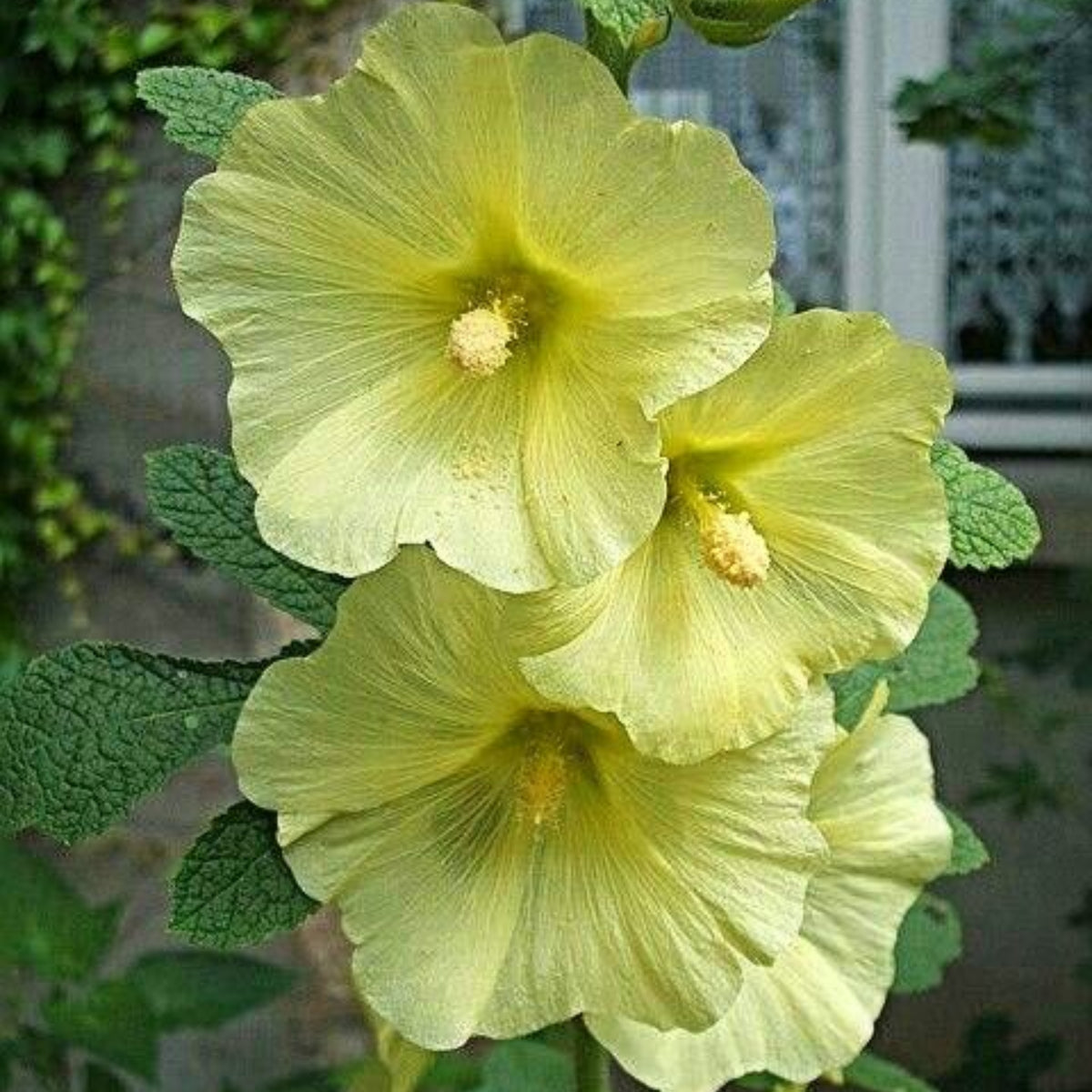 Light Yellow Sunshine Hollyhock Seeds - Alcea Rosea Seeds, 20 seeds
