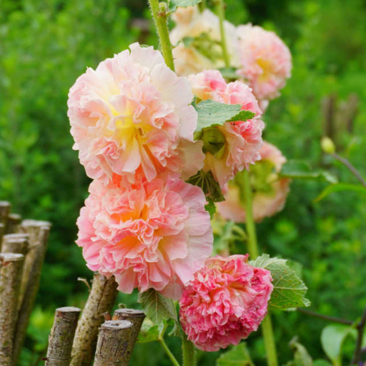 Peaches 'N' Dreams Hollyhock Seeds - Alcea Rosea Seeds, 20 seeds