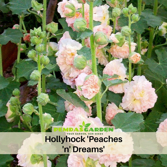 Peaches 'N' Dreams Hollyhock Seeds - Alcea Rosea Seeds, 20 seeds