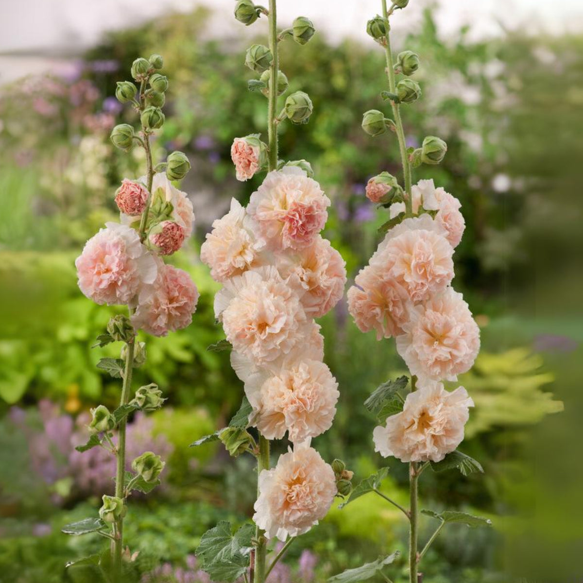Peaches 'N' Dreams Hollyhock Seeds - Alcea Rosea Seeds, 20 seeds
