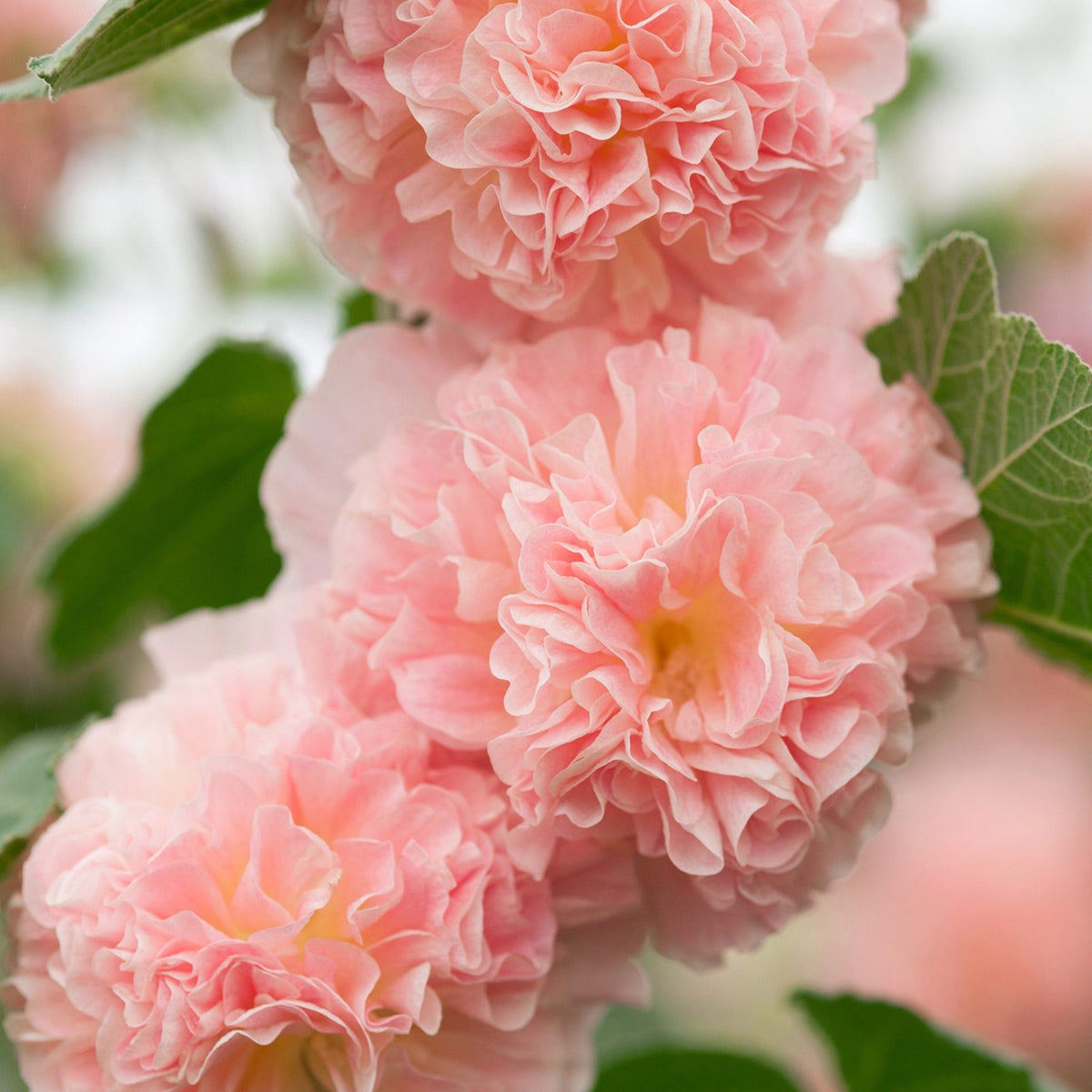 Peaches 'N' Dreams Hollyhock Seeds - Alcea Rosea Seeds, 20 seeds