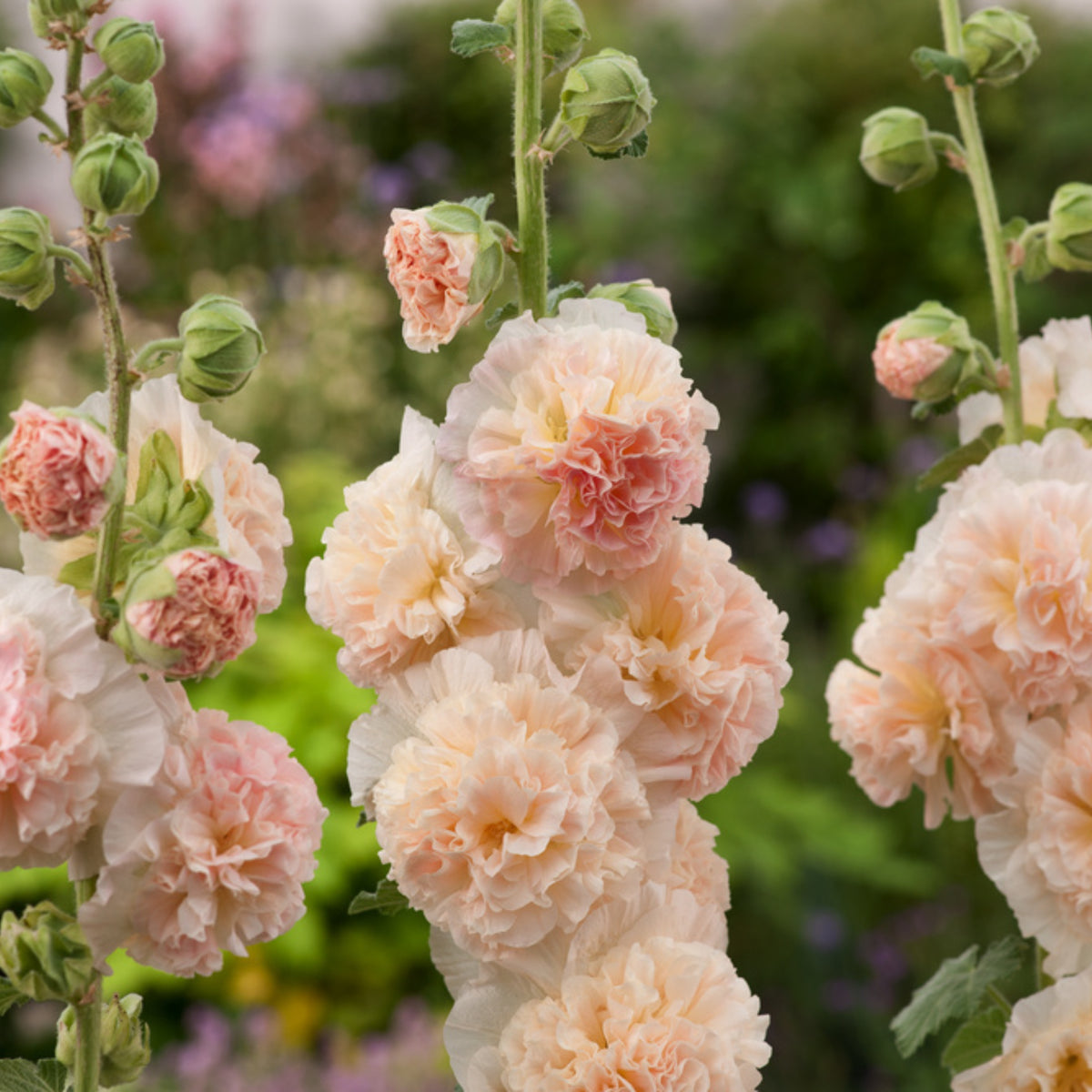 Peaches 'N' Dreams Hollyhock Seeds - Alcea Rosea Seeds, 20 seeds