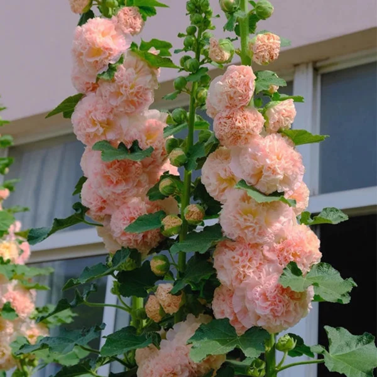 Peaches 'N' Dreams Hollyhock Seeds - Alcea Rosea Seeds, 20 seeds