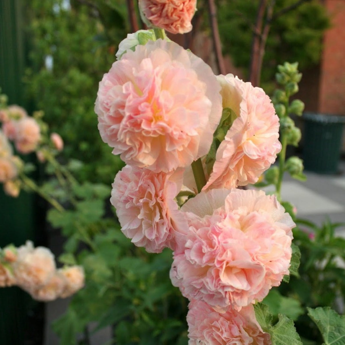 Peaches 'N' Dreams Hollyhock Seeds - Alcea Rosea Seeds, 20 seeds
