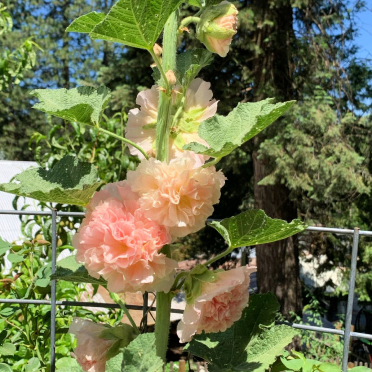 Peaches 'N' Dreams Hollyhock Seeds - Alcea Rosea Seeds, 20 seeds