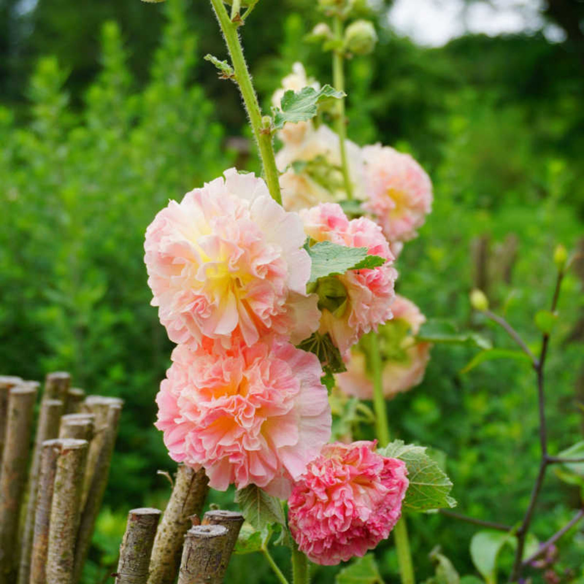 Peaches 'N' Dreams Hollyhock Seeds - Alcea Rosea Seeds, 20 seeds