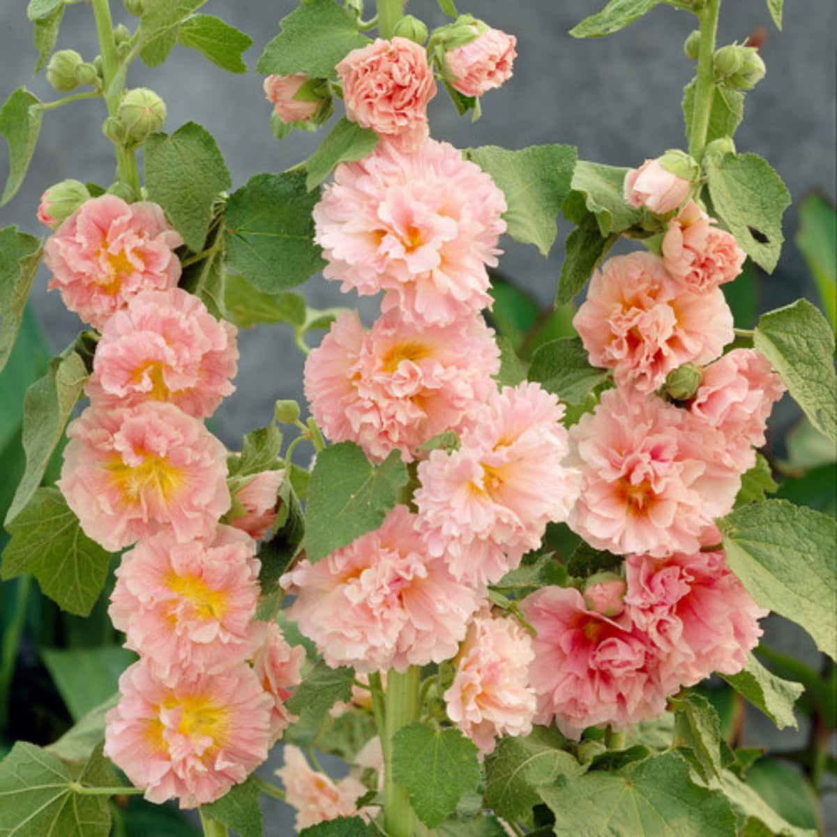 Peaches 'N' Dreams Hollyhock Seeds - Alcea Rosea Seeds, 20 seeds