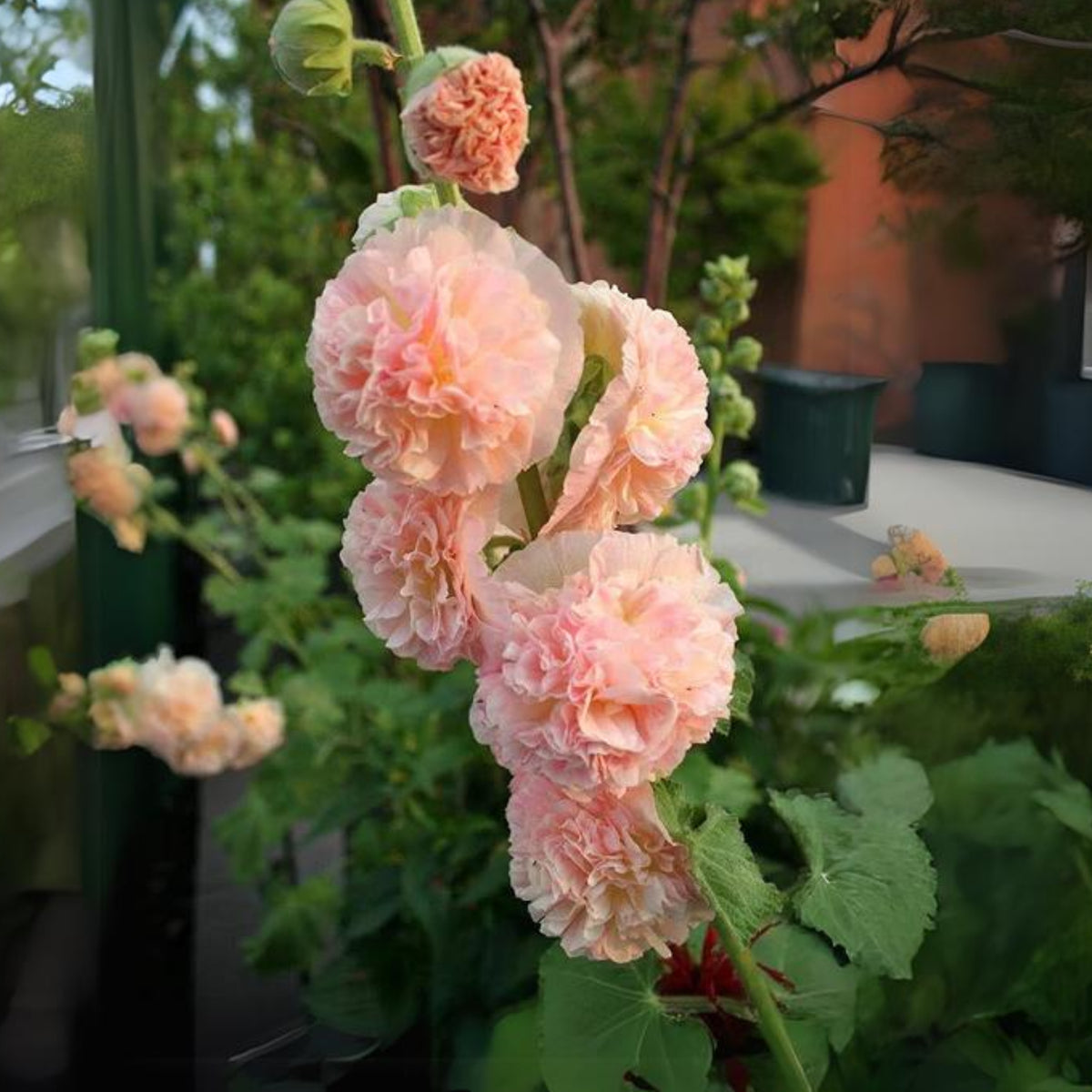 Peaches 'N' Dreams Hollyhock Seeds - Alcea Rosea Seeds, 20 seeds