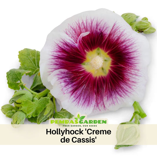 Creme de Cassis Hollyhock (Alcea Rosea) Seeds, 20 seeds