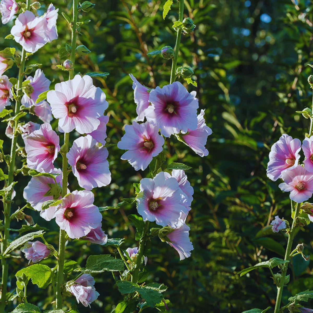 Creme de Cassis Hollyhock (Alcea Rosea) Seeds, 20 seeds