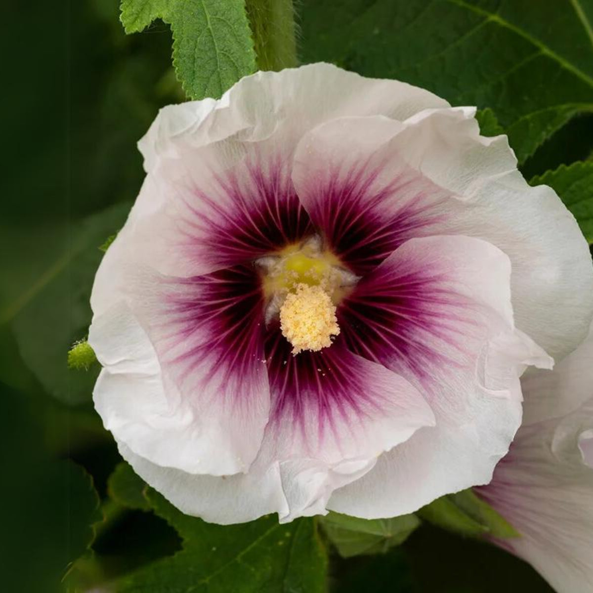 Creme de Cassis Hollyhock (Alcea Rosea) Seeds, 20 seeds