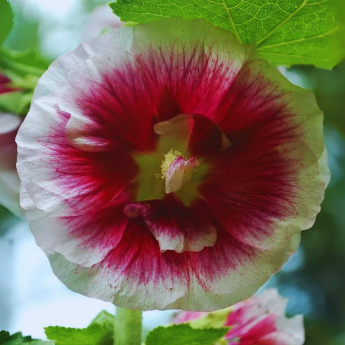 Creme de Cassis Hollyhock (Alcea Rosea) Seeds, 20 seeds