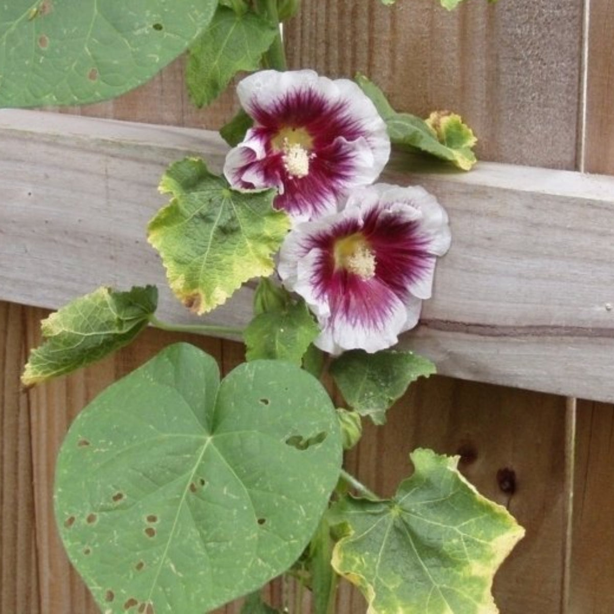 Creme de Cassis Hollyhock (Alcea Rosea) Seeds, 20 seeds