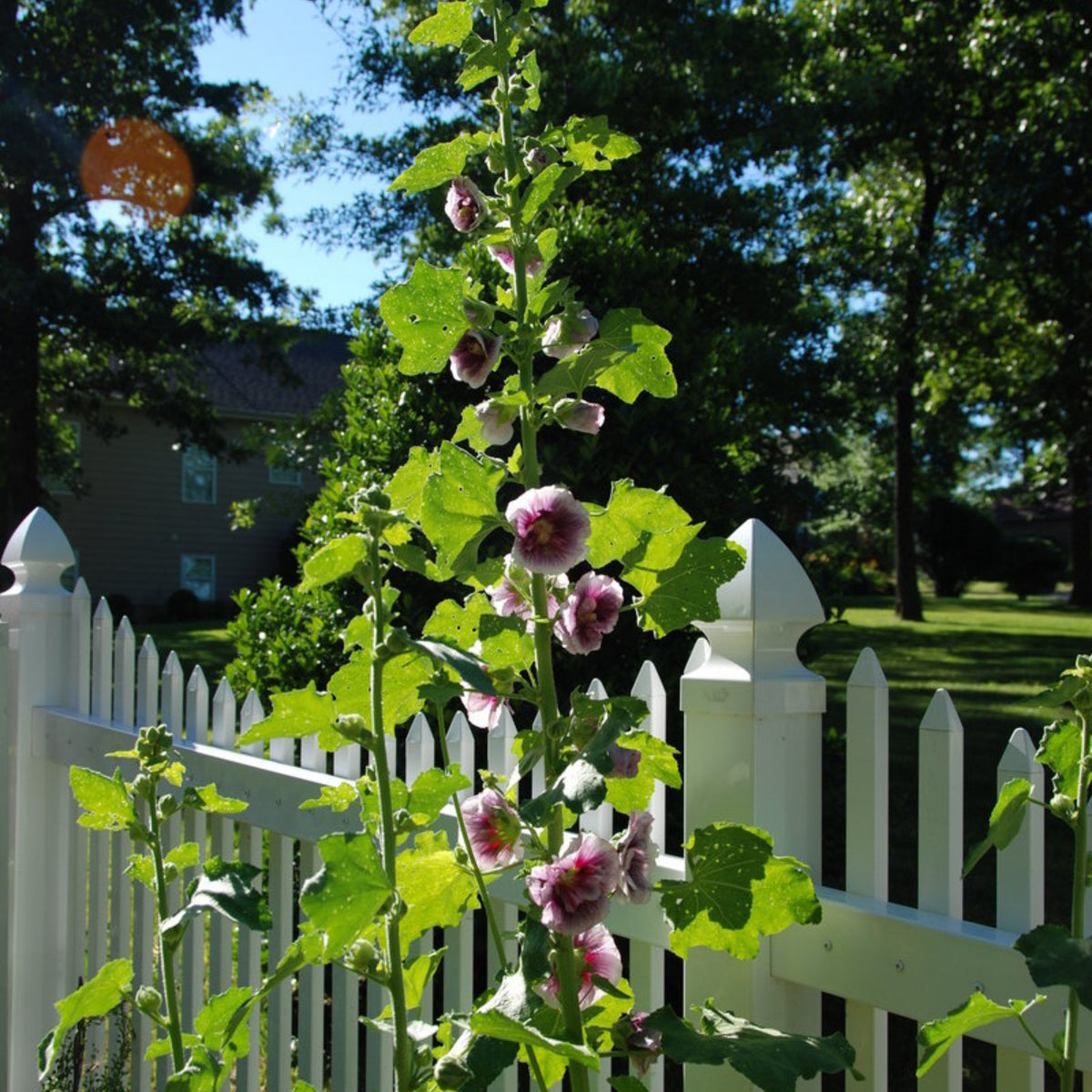 Creme de Cassis Hollyhock (Alcea Rosea) Seeds, 20 seeds