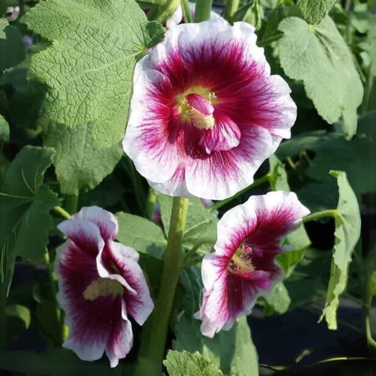 Creme de Cassis Hollyhock (Alcea Rosea) Seeds, 20 seeds