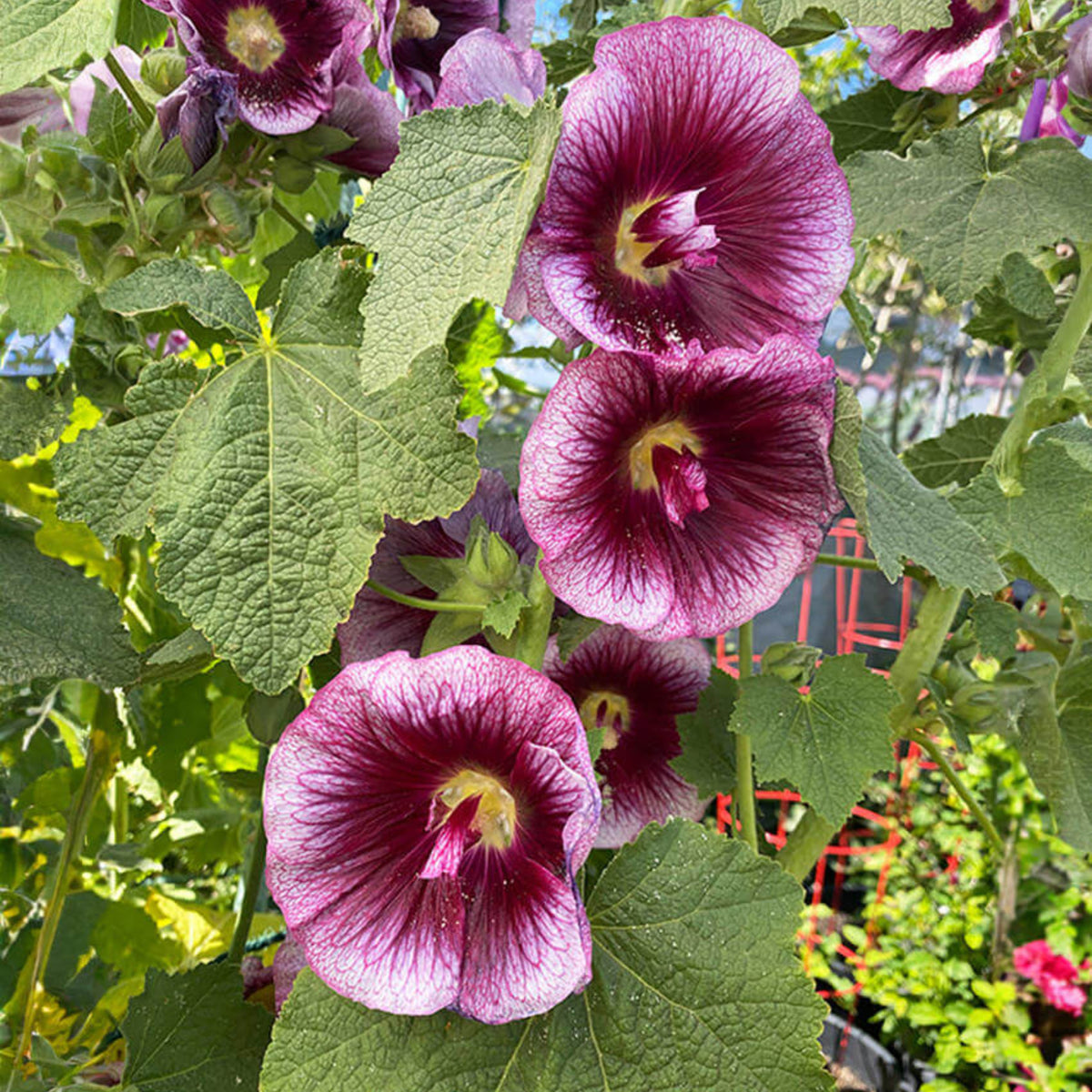 Creme de Cassis Hollyhock (Alcea Rosea) Seeds, 20 seeds
