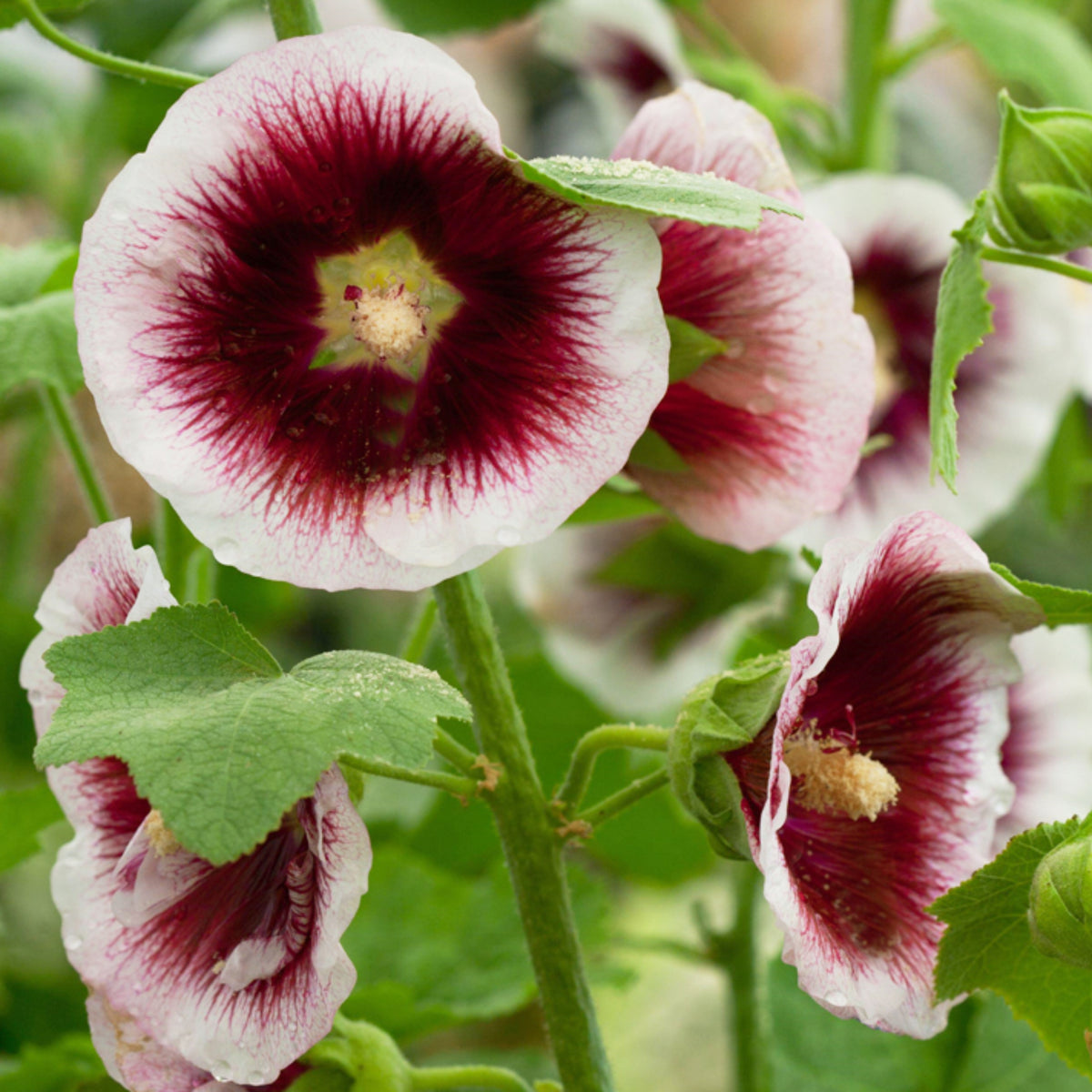 Creme de Cassis Hollyhock (Alcea Rosea) Seeds, 20 seeds
