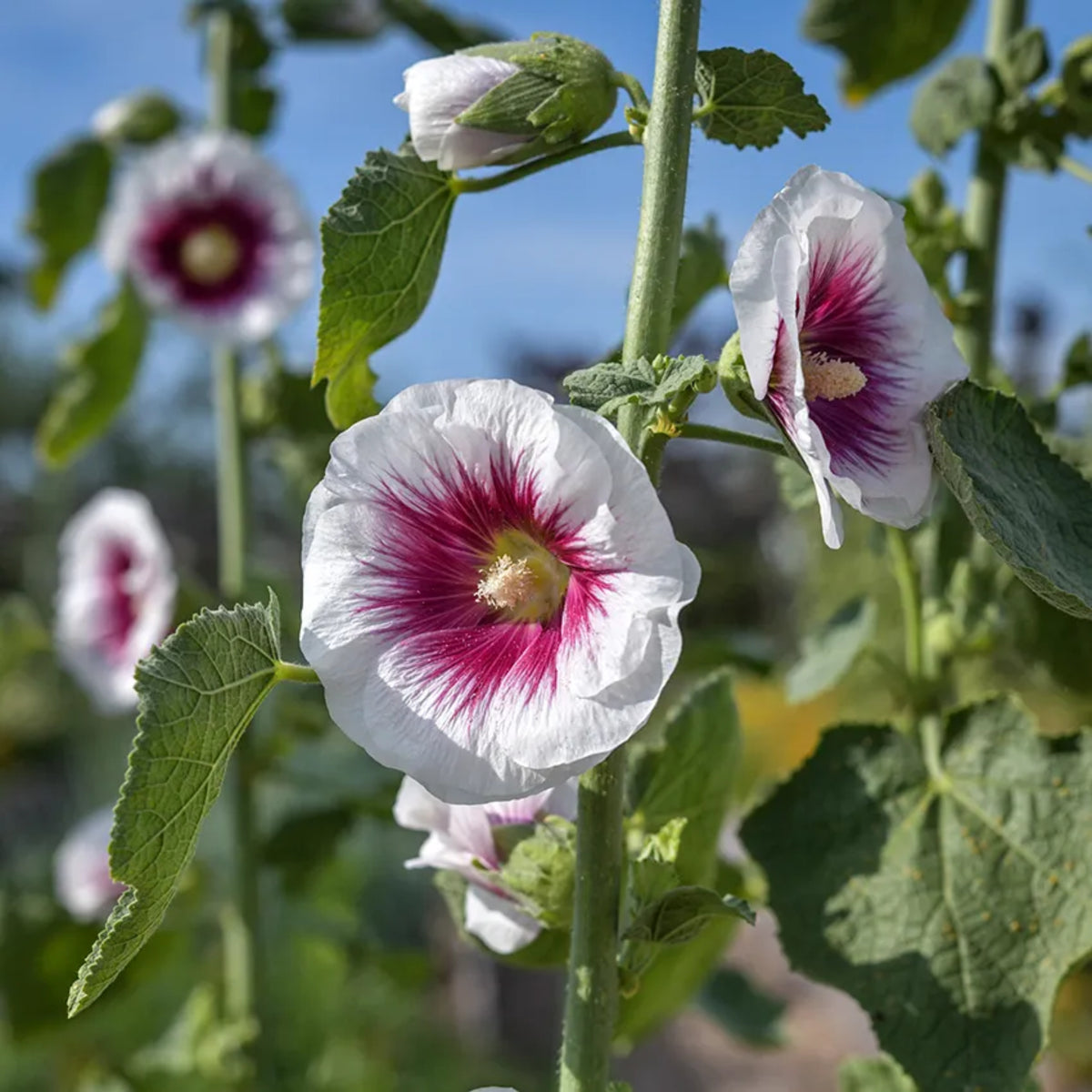 Creme de Cassis Hollyhock (Alcea Rosea) Seeds, 20 seeds