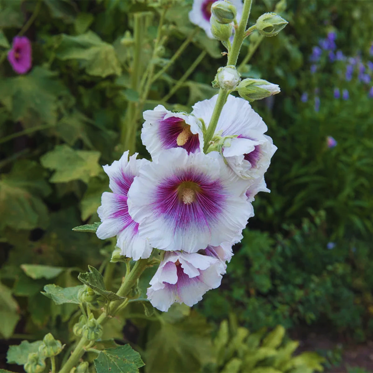 Creme de Cassis Hollyhock (Alcea Rosea) Seeds, 20 seeds