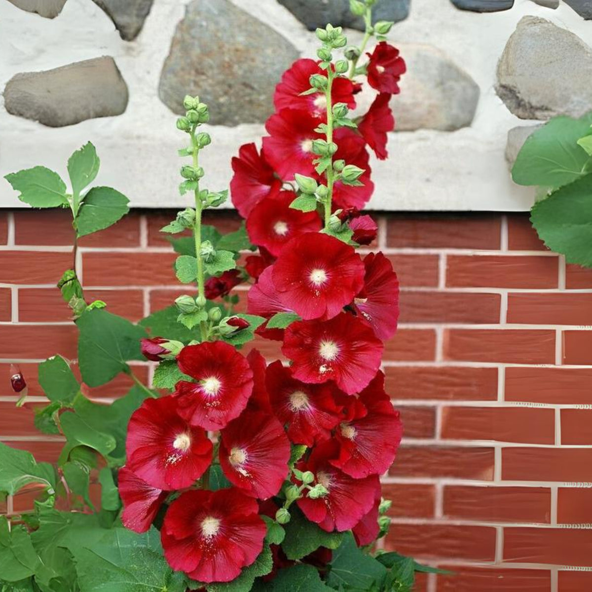 Halo Red Hollyhock Seeds - Alcea Rosea Seeds, 20 seeds