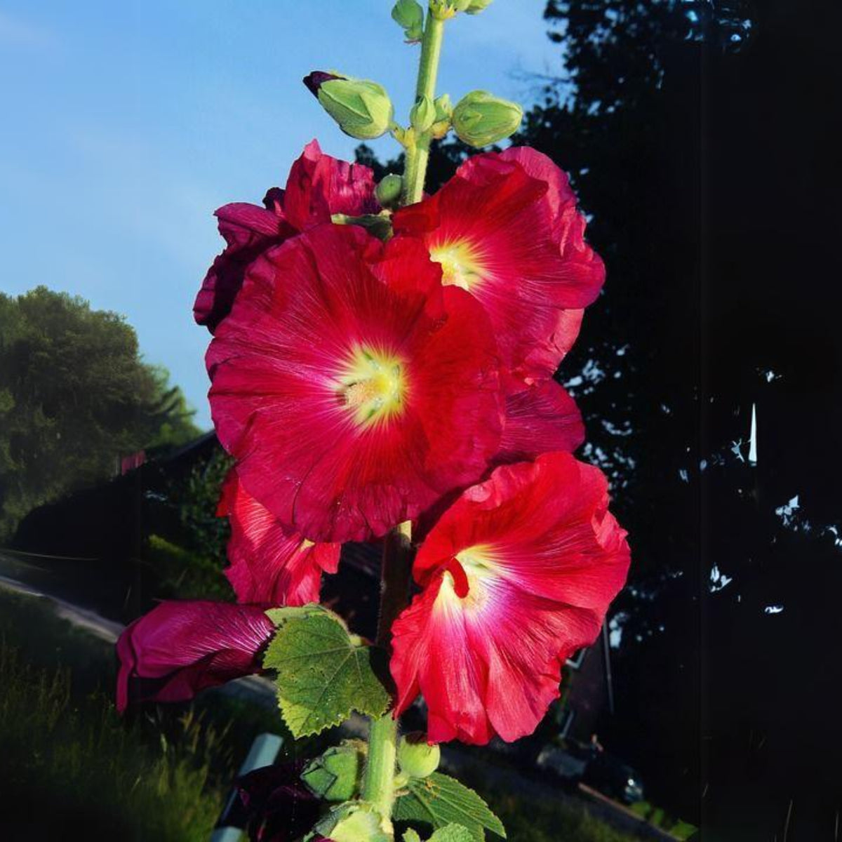 Halo Red Hollyhock Seeds - Alcea Rosea Seeds, 20 seeds