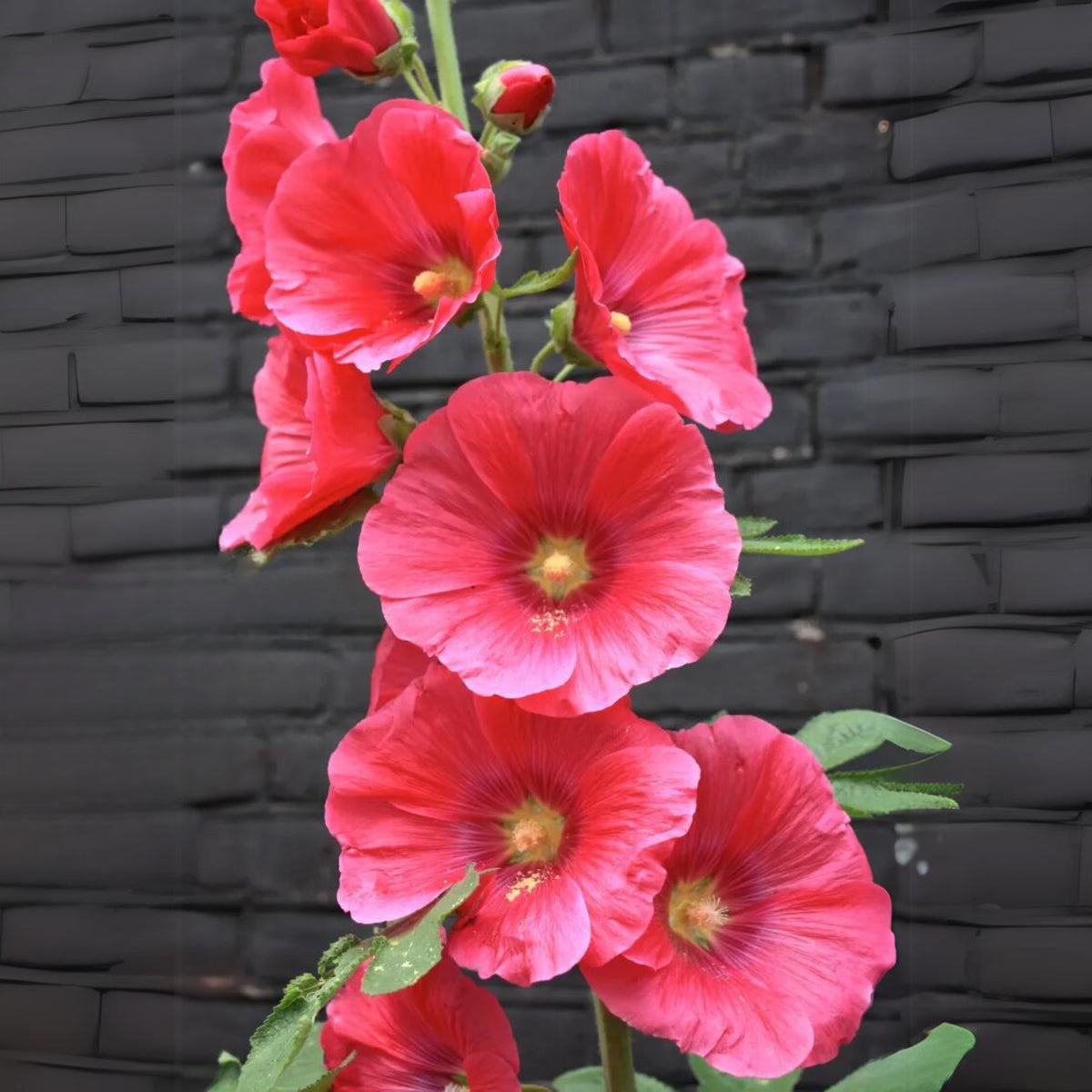 Halo Red Hollyhock Seeds - Alcea Rosea Seeds, 20 seeds